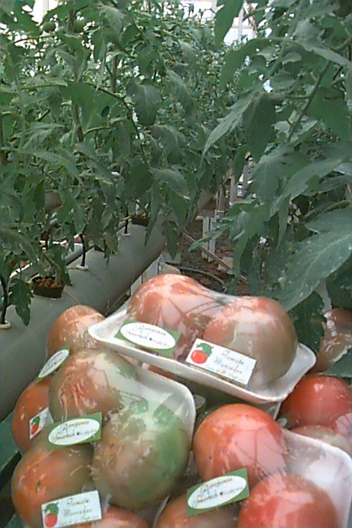 Muestra Bandejas Tomates Miranda