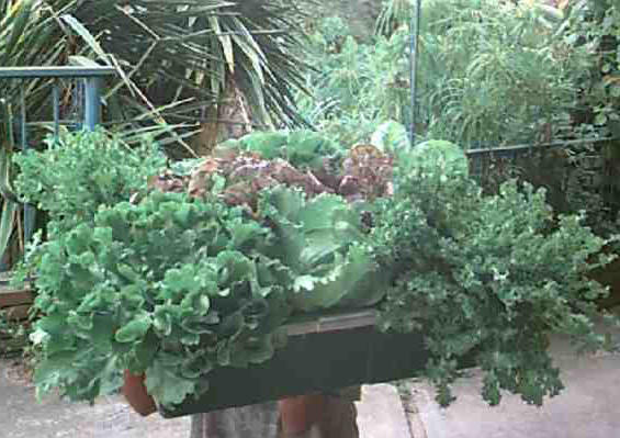 Bandeja de lechugas variadas